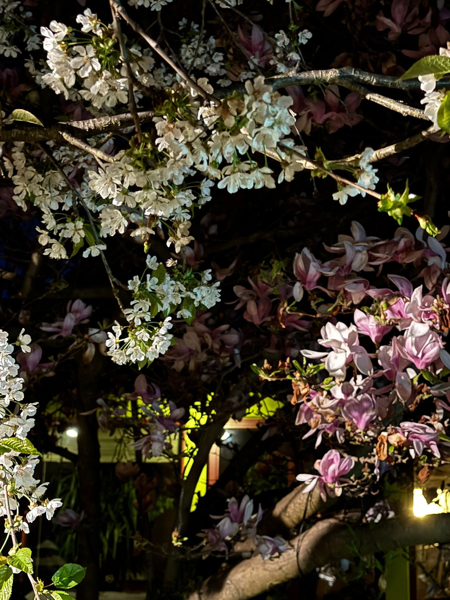Garten 6 – Vogelmusik
